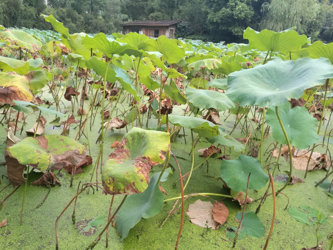 花小溪猜成语_小溪简笔画(3)