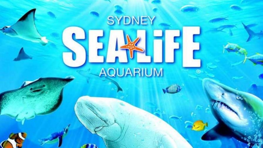澳大利亚 凯恩斯水族馆/水下世界/海下世界 sealife/aquarium/under
