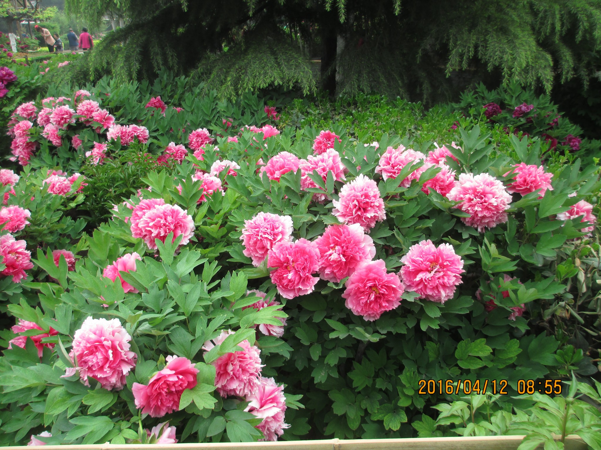 wKgEaVyvFn6AC9RBAA8ZKCIxuos34.jpeg?imageView2%2F2%2Fw%2F600%2Fh%2F600%2Fq%2F90