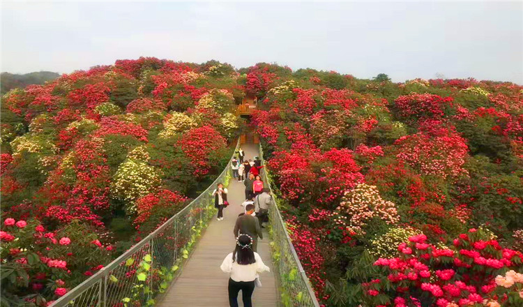 季节限定~贵州毕节百里杜鹃一日游(无购物 含门票午餐