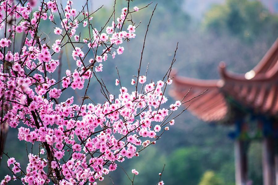 桃花岛 汉中城固桃花岛景区.