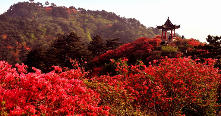 麻城龟峰山赏万亩杜鹃花1日游(心旷神怡 领略大自然风光 纯玩无购物)