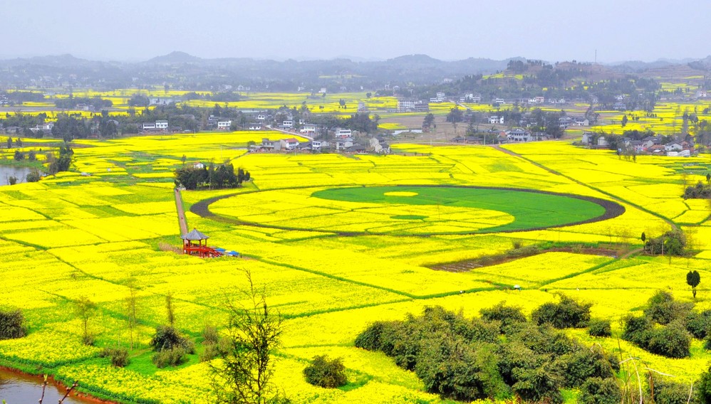 【2016潼南油菜花】2016潼南油菜花节时间-地点-门票,重庆潼南油菜花