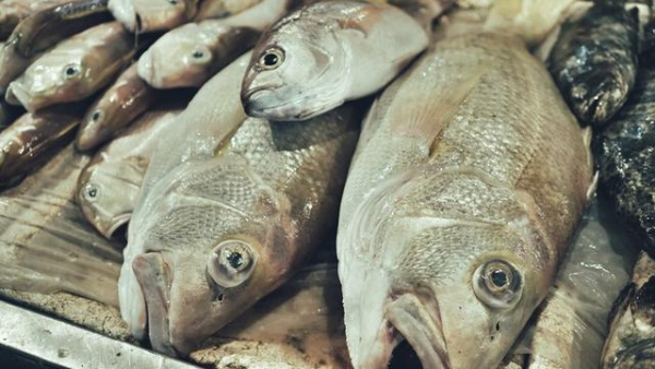 哪里买石斑鱼最好 wKgIDFuD1YaAOJLFAAZ7pN8keeg261.png?imageView2%2F2%2Fw%2F600%2Fh%2F600%2Fq%2F90