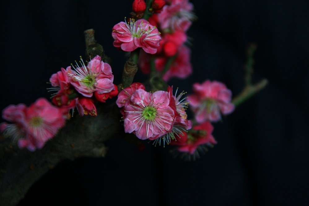花什么实成语_成语花根什么心(3)