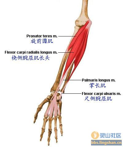 还有肌肉与人体机能息息相关,如锻炼背肌可增强呼吸系统的功能,腰腹肌