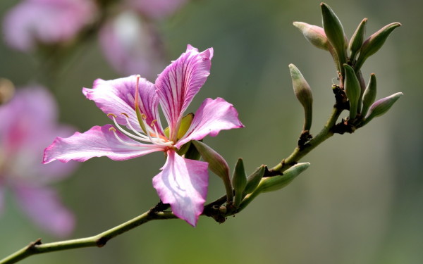 杜鹃是花亦是鸟 wKgBt09zNW-ahGDQAAGQHkxn3jI19.jpeg?imageView2%2F2%2Fw%2F600%2Fh%2F600%2Fq%2F90