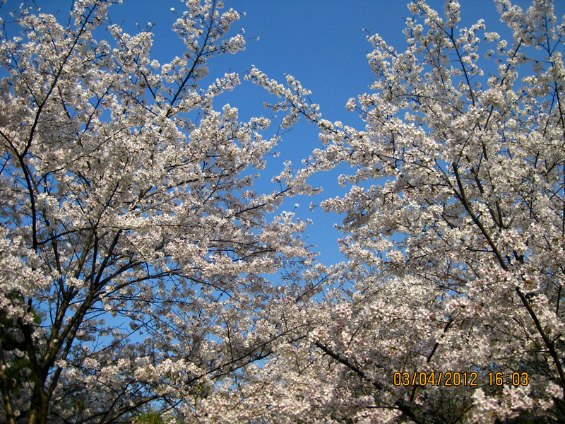 wKgB21BPTmPAnRNyAAyDzvsKEII97.jpeg?imageView2%2F2%2Fw%2F600%2Fq%2F90%7CimageMogr2%2Fstrip%2Fquality%2F90