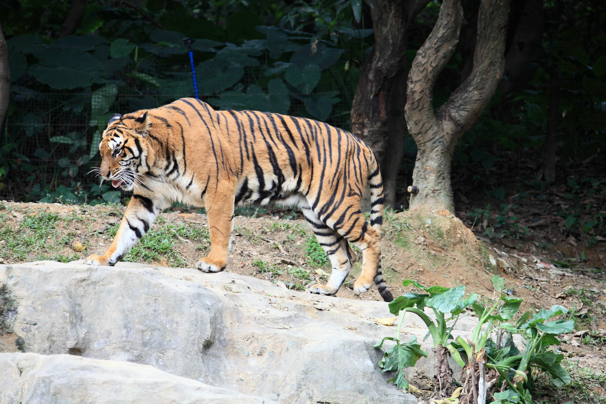 广州长隆野生动物园之老虎