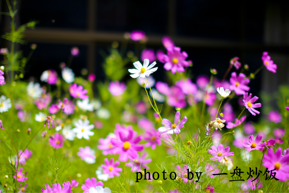 wKgB3FIbQIeAJDY-AAte4pq1Wek92.jpeg?imageView2%2F2%2Fw%2F600%2Fh%2F600%2Fq%2F90