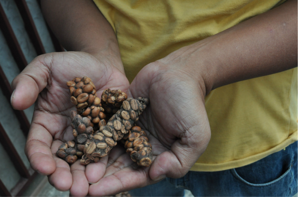 猫屎咖啡(kopi luwak)