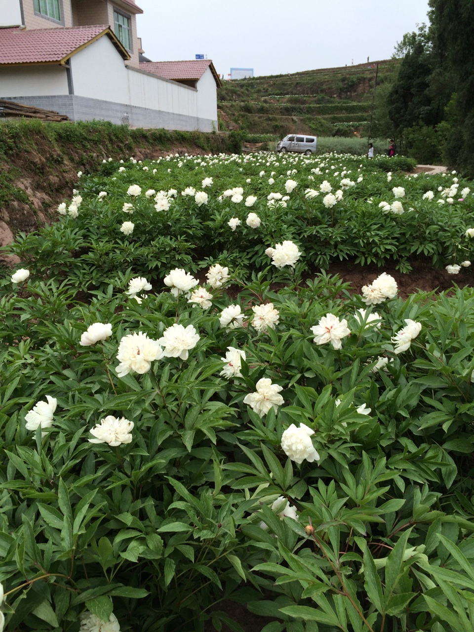 中江县芍药谷