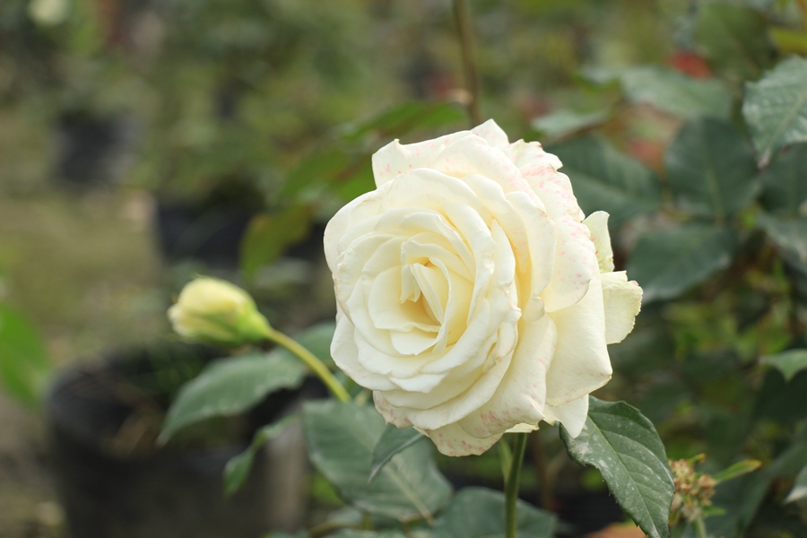 广州4月赏花有什么推荐，广州4月最适合赏花的地方是哪里