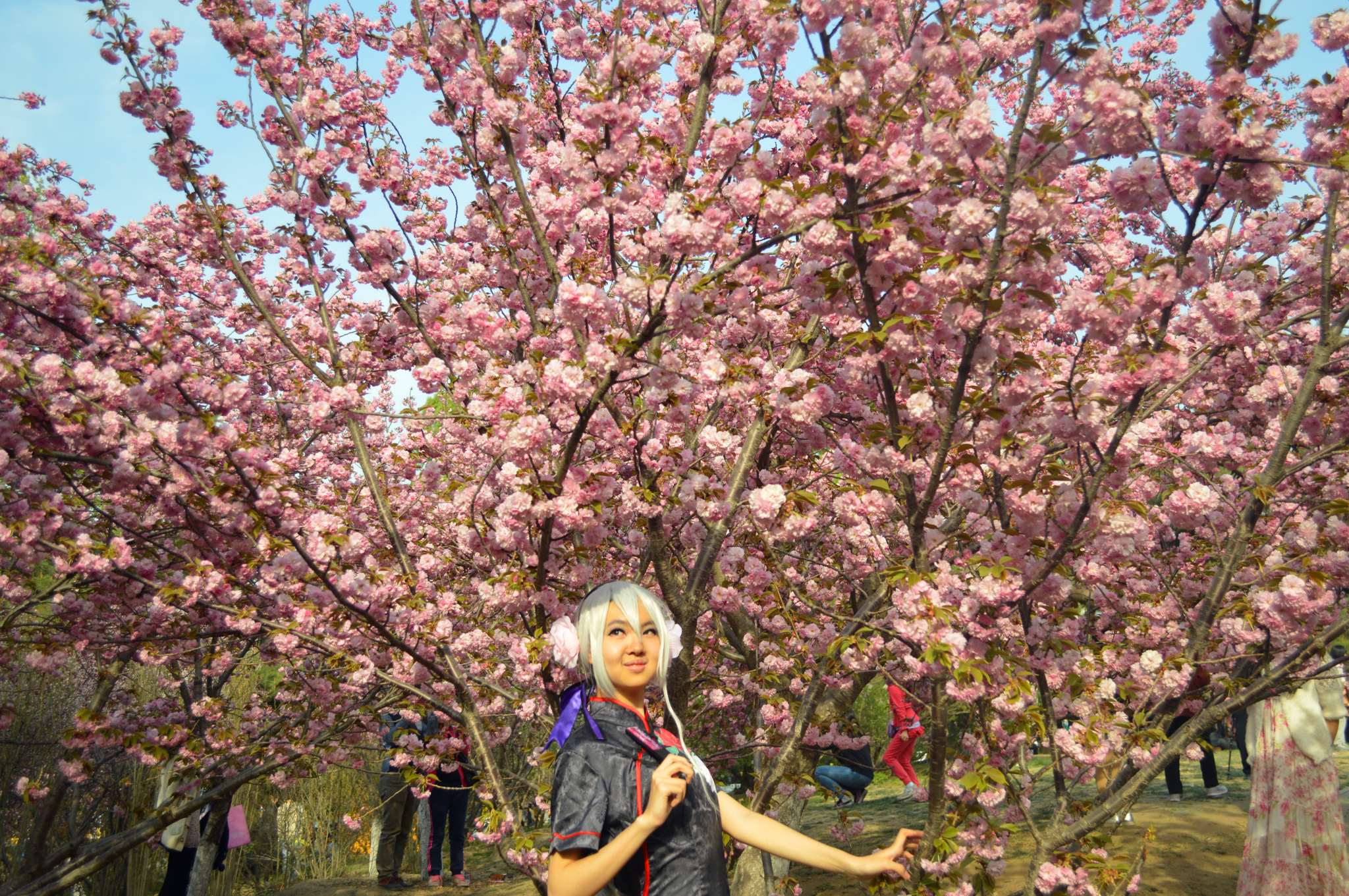 【玉渊潭樱花节2016】2016玉渊潭樱花节时间 门票,2016玉渊潭樱花什么