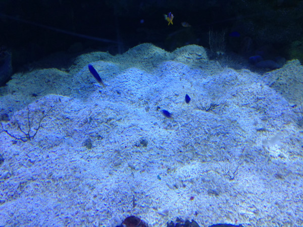 鲸鱼的视频海底世界 wKgB4lMkAGiAQUBrACOXx5jm4XA53.jpeg?imageView2%2F2%2Fw%2F600%2Fq%2F90%7CimageMogr2%2Fstrip%2Fquality%2F90