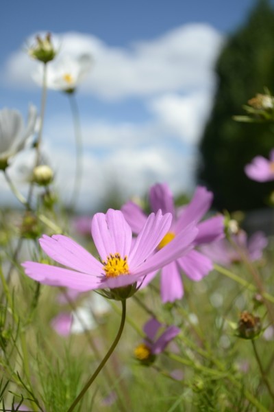 山上的格桑花歌曲原唱 wKgB4lLrqYGAZkTIAAU8SW00A4k26.jpeg?imageView2%2F2%2Fw%2F600%2Fh%2F600%2Fq%2F90