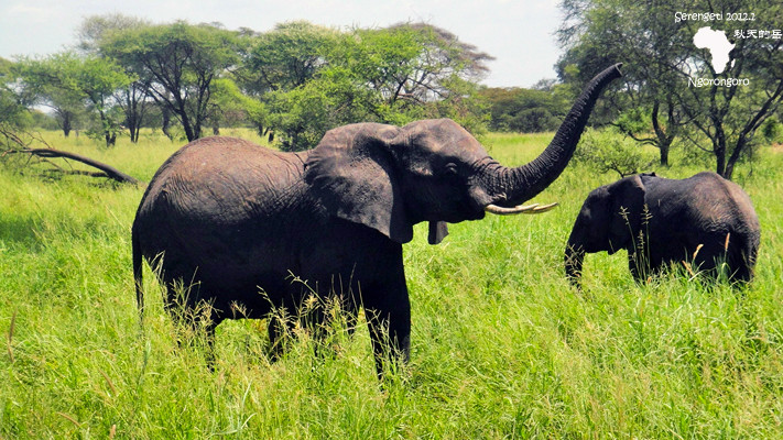 塔兰吉雷国家公园(tarangire national park)