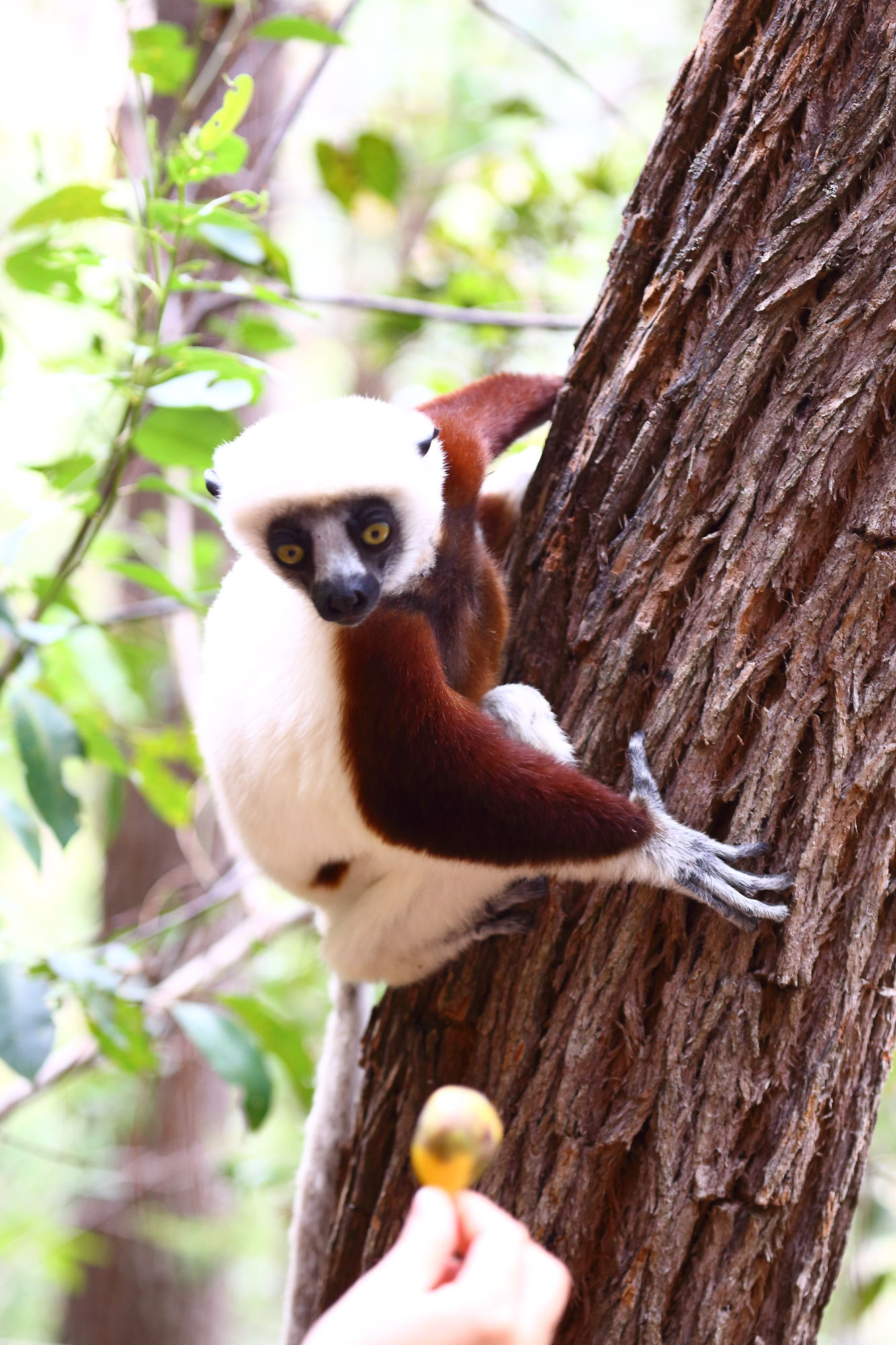 马达加斯加 狐猴公园