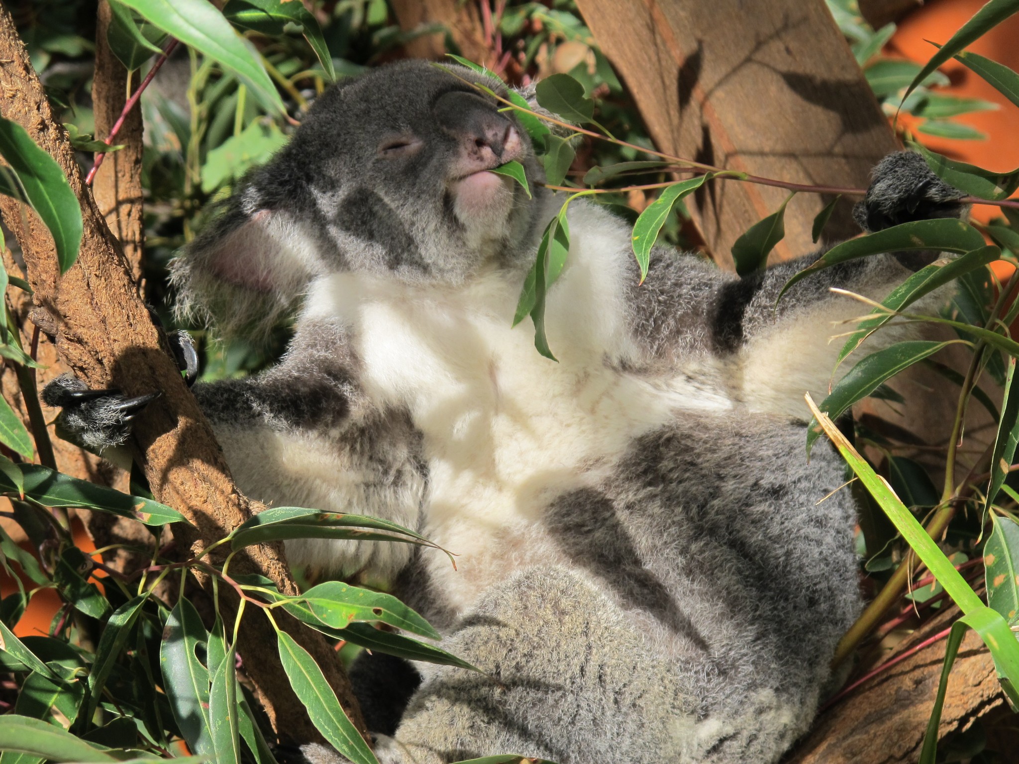 wKgB4lOqkUGAIpi-AAzDvKTJ1O498.jpeg?imageView2%2F2%2Fw%2F600%2Fh%2F600%2Fq%2F90