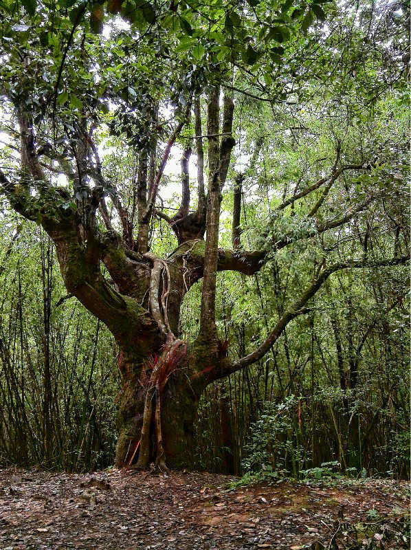 树上有个好地方完整版无解说 wKgB4lJUCRqAWdW9AAWcwNbmvrY83.jpeg?imageView2%2F2%2Fw%2F600%2Fq%2F50