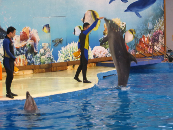 海底动物名称介绍 wKgB4lONuryAYkdhAAbqoN8dHtQ78.jpeg?imageView2%2F2%2Fw%2F600%2Fq%2F90%7CimageMogr2%2Fstrip%2Fquality%2F90