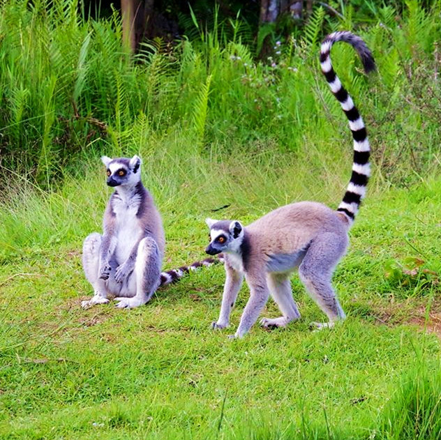 马达加斯加 昂达西贝国家森林保护区