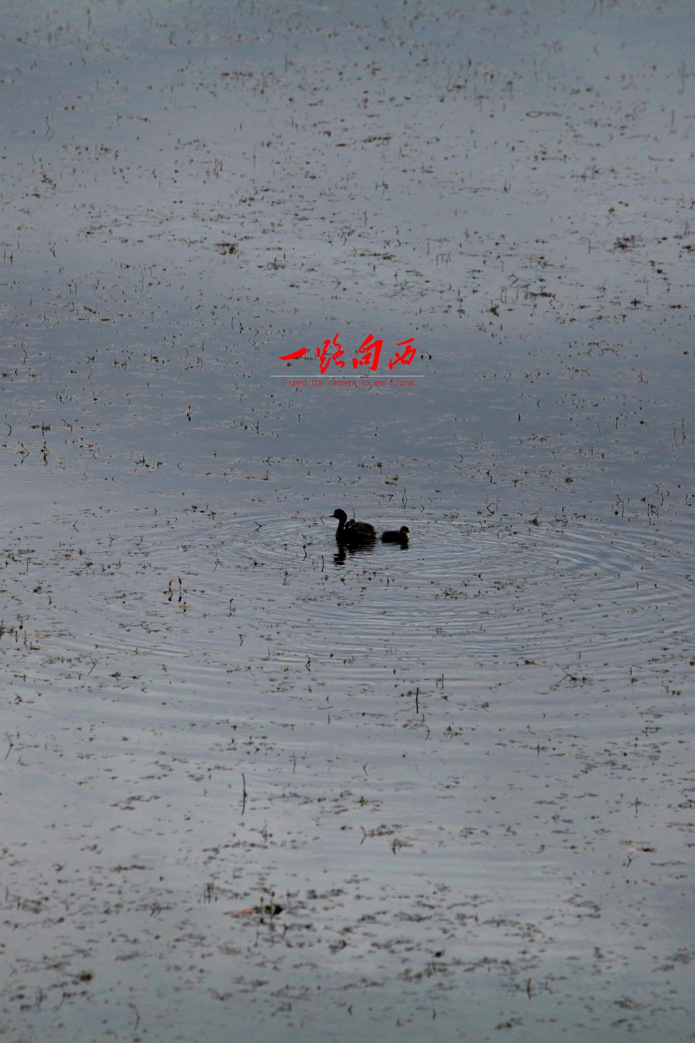 wKgBpVVDtXyAZDGlAAgW2sedmLY42.jpeg?imageView2%2F2%2Fw%2F600%2Fh%2F600%2Fq%2F90