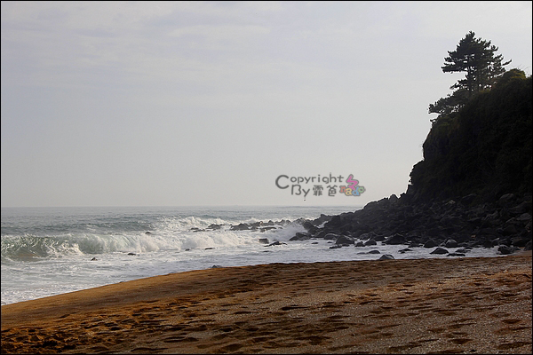 济州排名_济州真柏盆景图片(3)