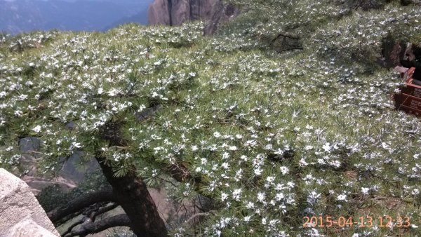 本人三次游黄山的经验总结(纯攻略),黄山自助游攻略