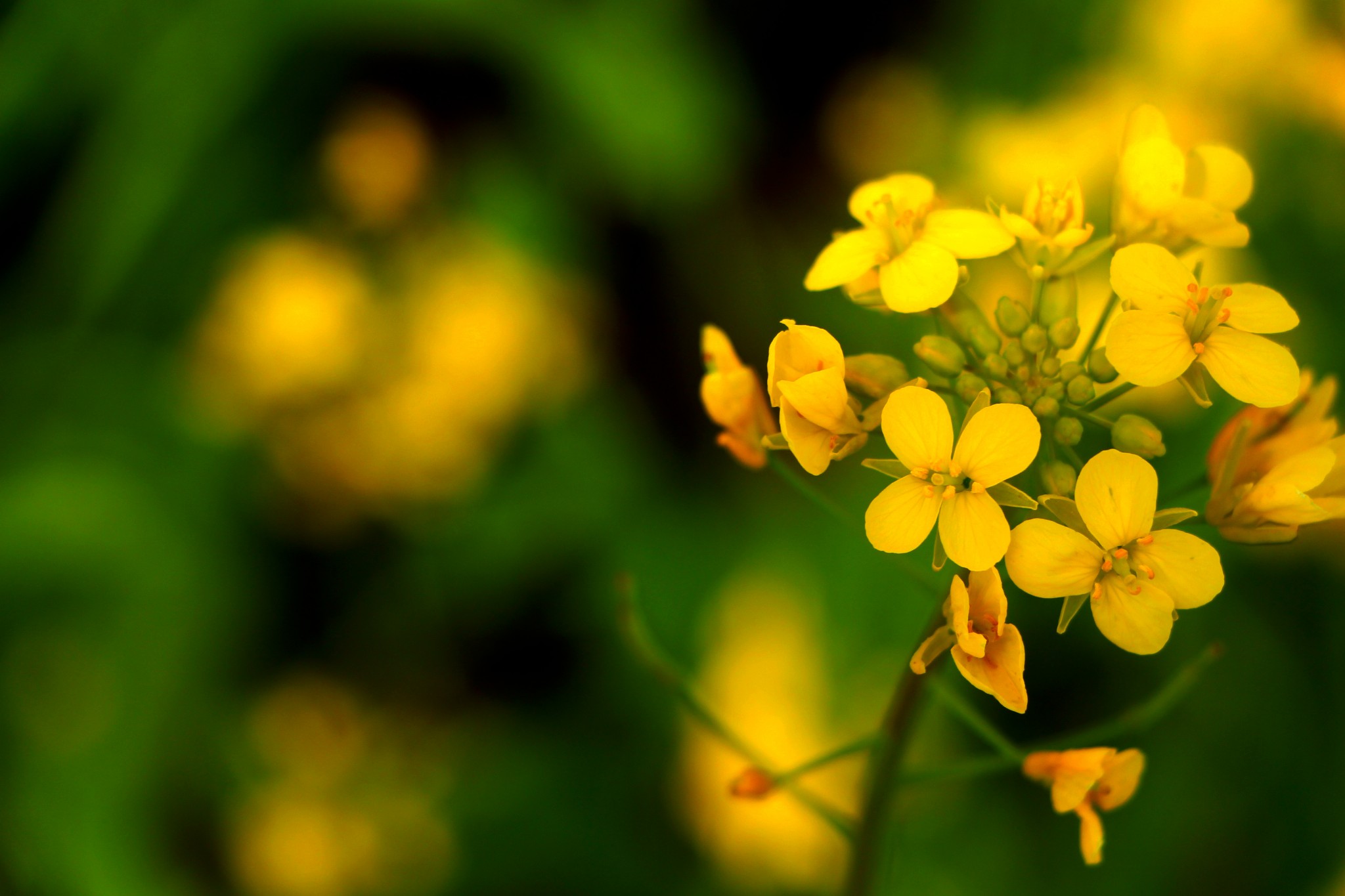 树上一个树下一个该子旁边女人猜成语(3)