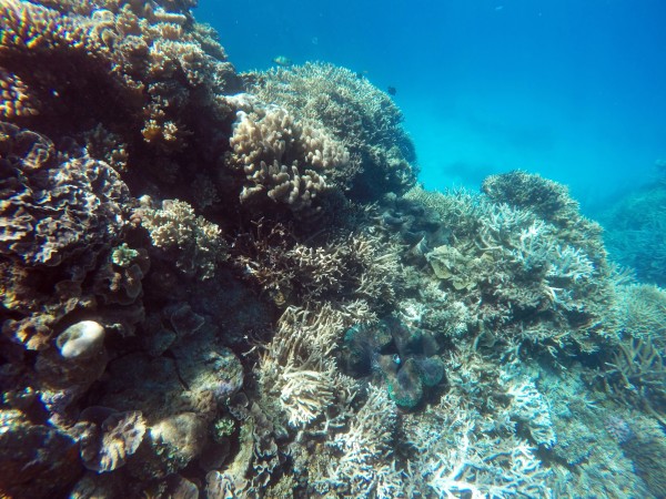 海底爬出什么东西 wKgBpVYjSXyAIbKmABZrg5EAy5E73.jpeg?imageView2%2F2%2Fw%2F600%2Fh%2F600%2Fq%2F90