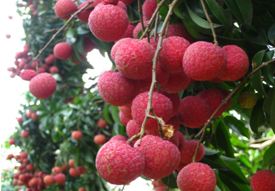 wKgBpVWcnZKAKgJIAAVFo0FVFF4406.png?imageView2%2F2%2Fw%2F600%2Fh%2F600%2Fq%2F90