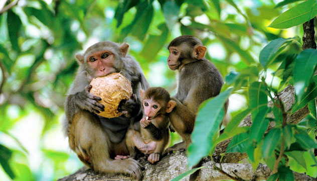 南湾猴岛——与散养猕猴亲密接触