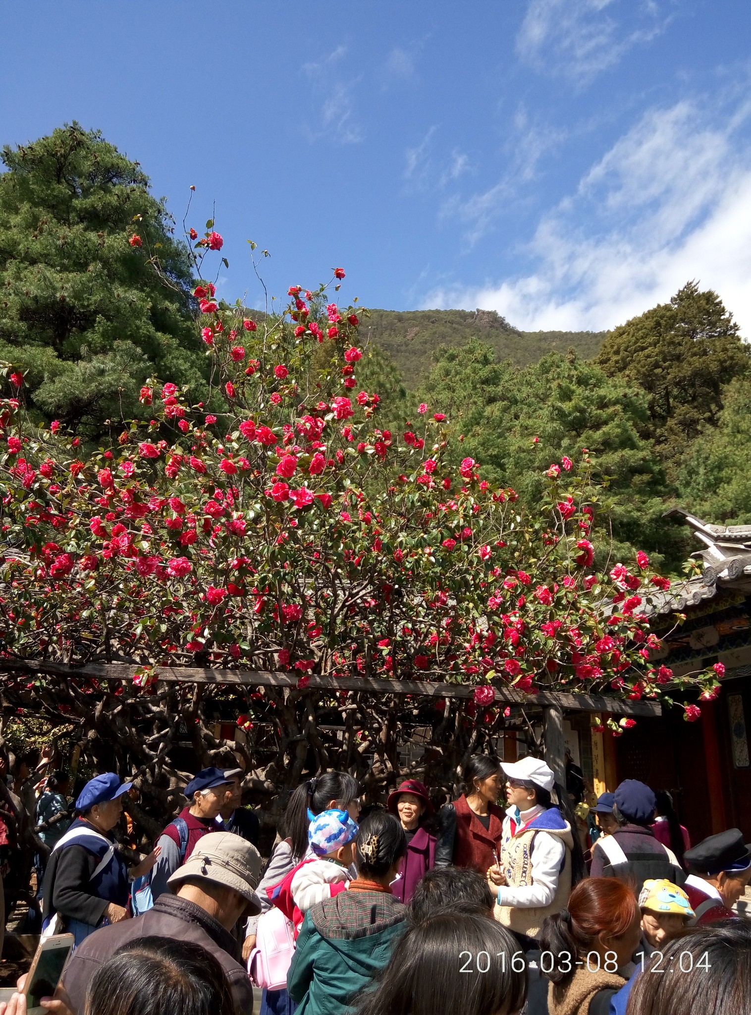 玉峰寺万朵山茶