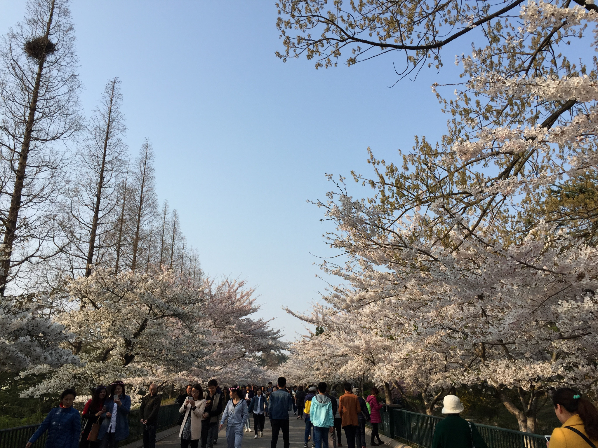 清明节可以看到樱花吗?在什么地方的樱花比较