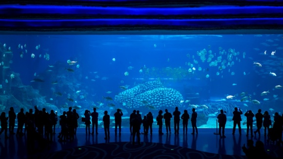 珠海长隆海洋王国,奇幻大冒险 建议游玩路线:海豚湾→5D城堡影院→雨林飞翔→横琴海→海洋奇观→极地探险 精彩的海洋大冒险从这里开始啦!进入深海世界,率先映入眼睛的是一幅巨型LED天幕,让您恍若置身璀璨华丽的海底宫殿。光折射在水里透出好看的光芒,巨型魔鬼鱼从您头顶呼啸飞过,色彩斑斓的小鱼成群结队穿梭其中。大街雨旁的立体珊瑚和礁石场景五彩缤纷,尽情展现海底世界令人叹为观止的一面。 第一站:浪漫 • 海豚湾 游玩亮点:海豚保育中心、海豚岛 翠绿的棕