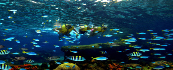 水族馆在许多地方并不鲜见,新加坡和香港就各有一个世界知名的水族馆,泰国在大城府也有一个最大的淡水水族馆。 但芭堤雅“海底世界”是泰国首个海底水族馆,比新加坡圣淘沙水族馆的水容量还大。 泰国芭堤雅海底世界海洋馆是亚洲最大和最现代化的海洋馆,历时近一年半、耗资二亿七千五百万泰铢打造,面积达四千二百平方米。 一条堪称亚洲最长和最为艺术化的海底人行隧道,引导游客在四米深的海底进行令人着迷的旅行,观赏在身边和头顶翔游的海星、蟹、竹鲨、海马等二千多只海洋动物。 主题公园总占地面积 1.