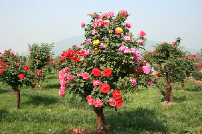 wKgBs1cggwCAMTeQAAG2O9jkojw76.jpeg?imageView2%2F2%2Fw%2F2000%2Fh%2F600%2Fq%2F90