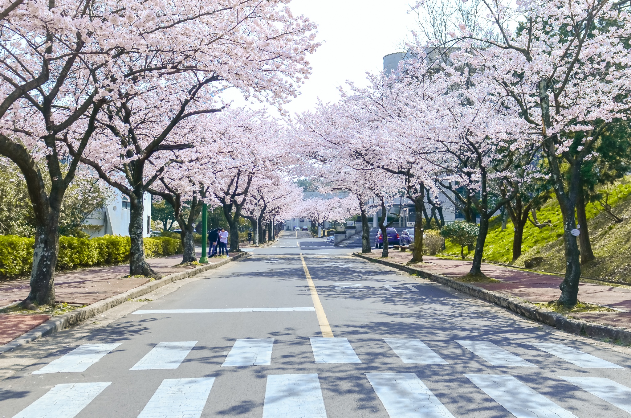 樱满济州,花开首尔