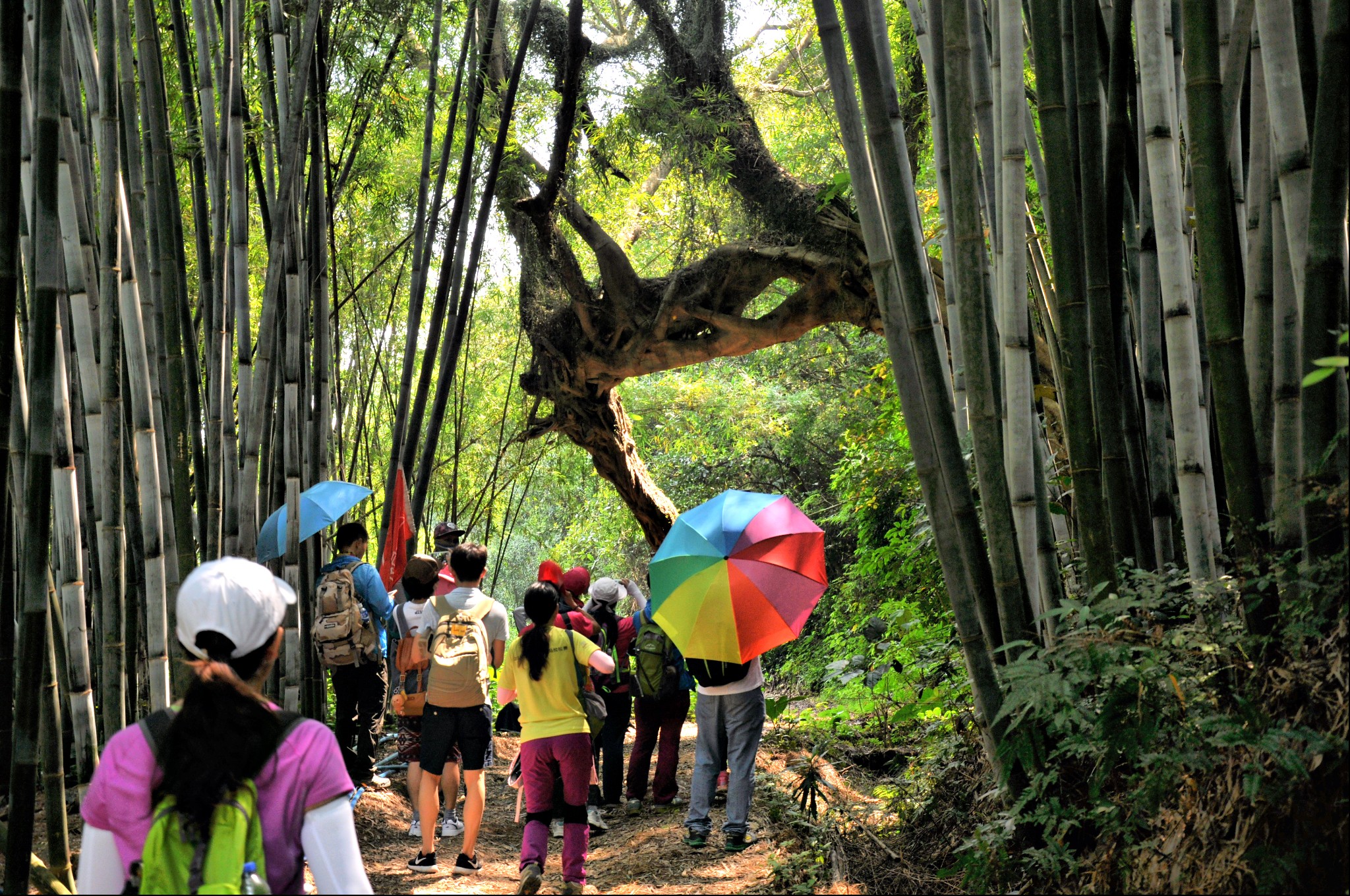 古村,古树,稻田,田园风光-惠州龙门香溪古堡徒步之旅