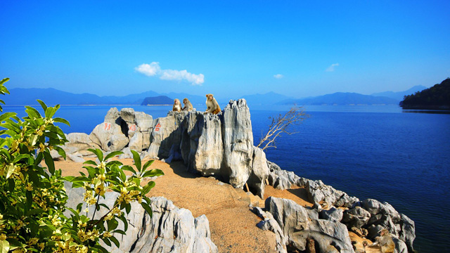 桂花岛(猴岛)是千岛湖早期开发的旅游景点,因岛上野桂丛生而得名.