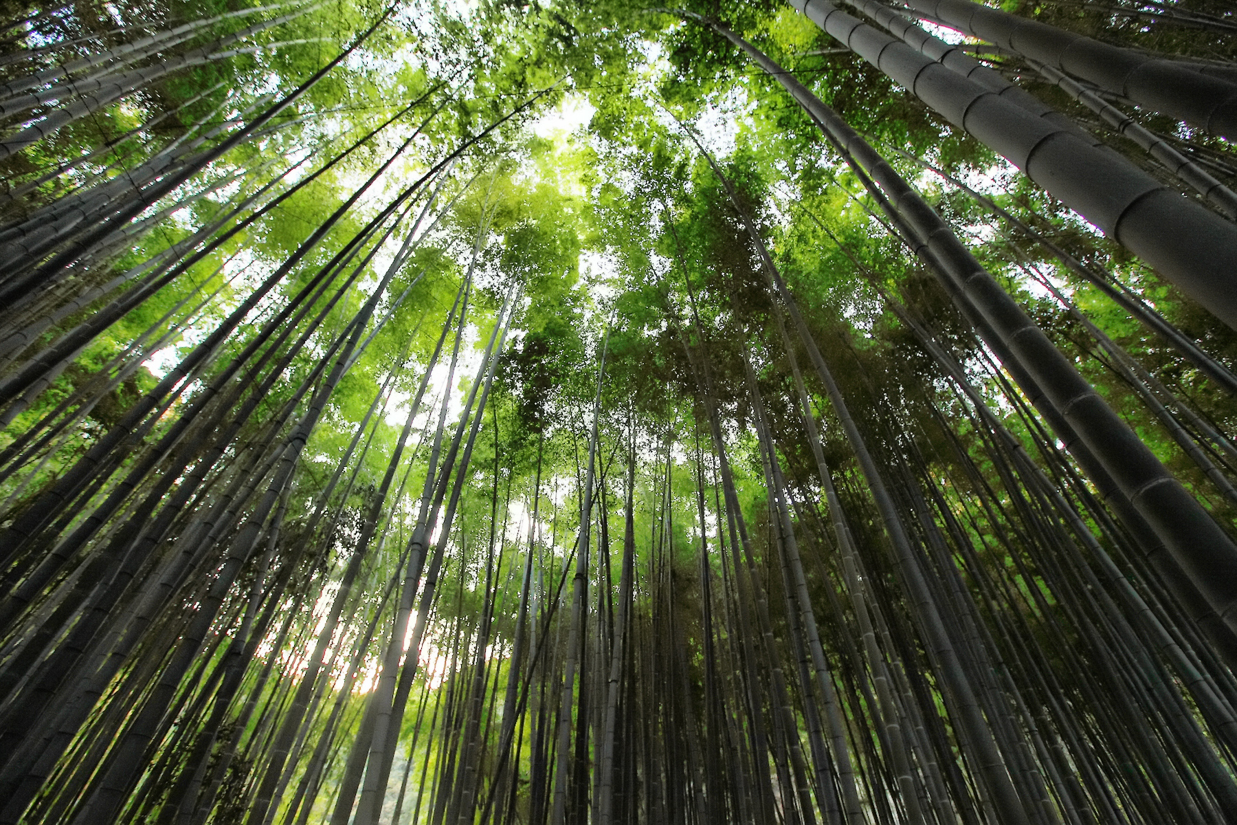 富士山自助遊攻略