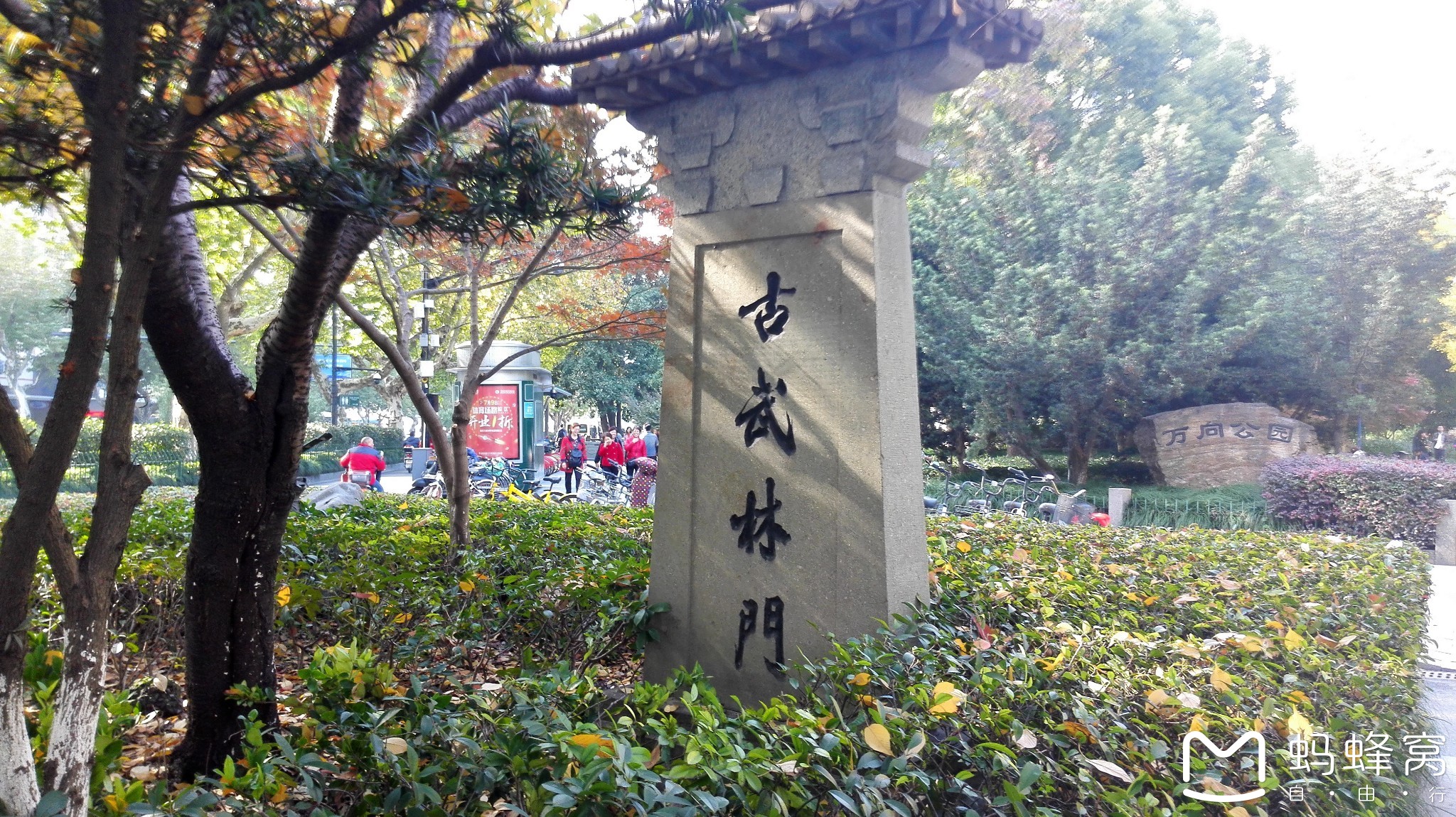 回复游记:杭州的古武林门和万向公园的银杏树