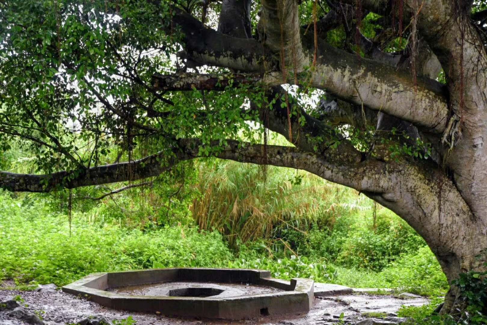 也称马蹄井,在硇洲岛赤马村外有一口不深的古井,当地老百姓管它叫马蹄