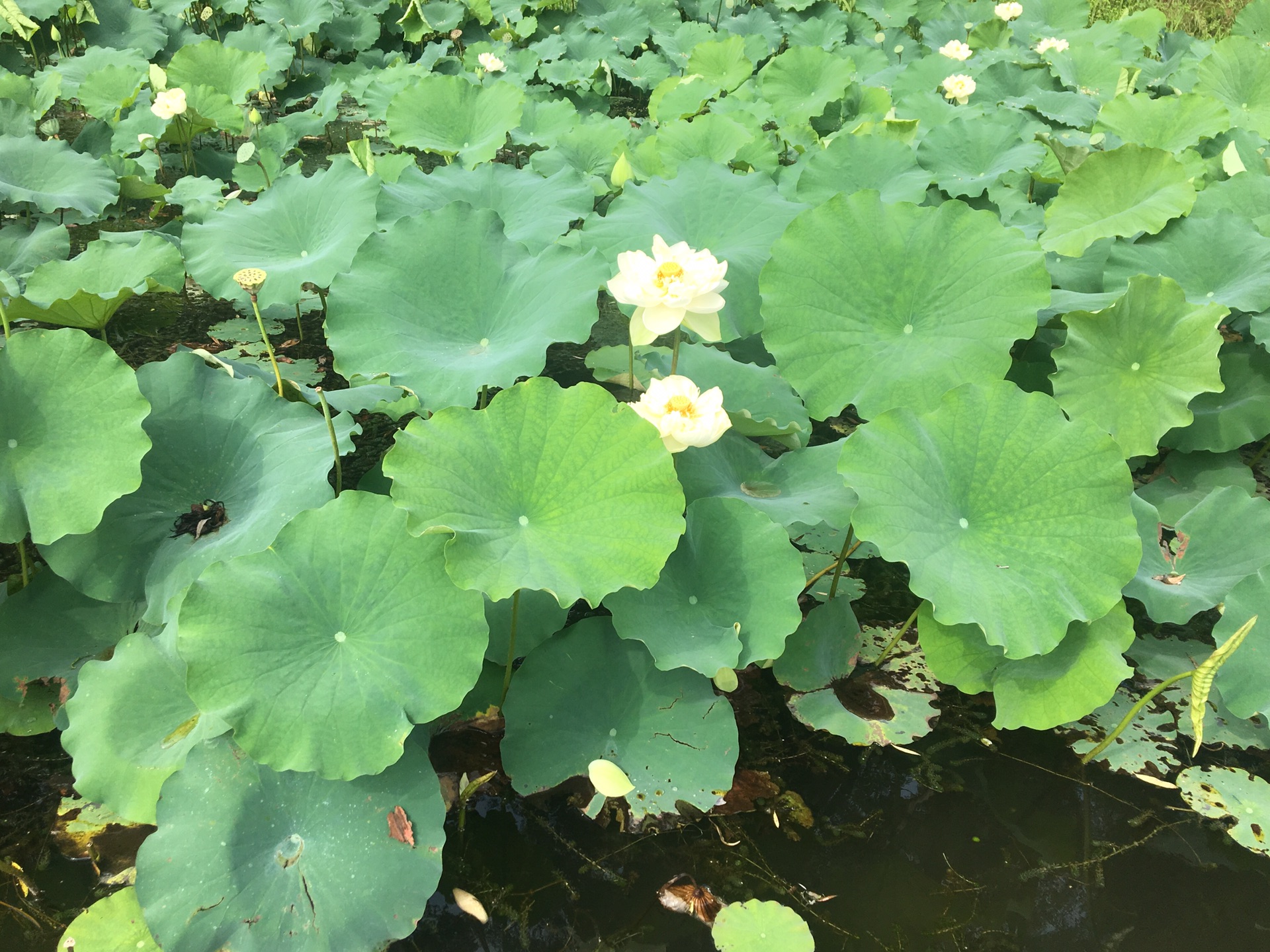 水草丰什么成语_水草简笔画