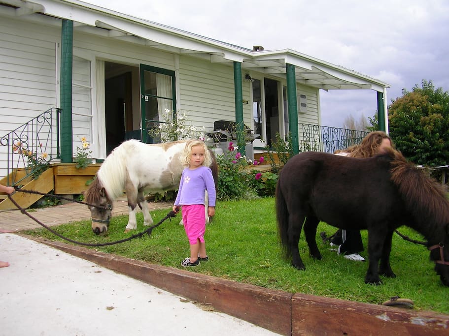 waitomo big bird b&b & petting farm - bungalow