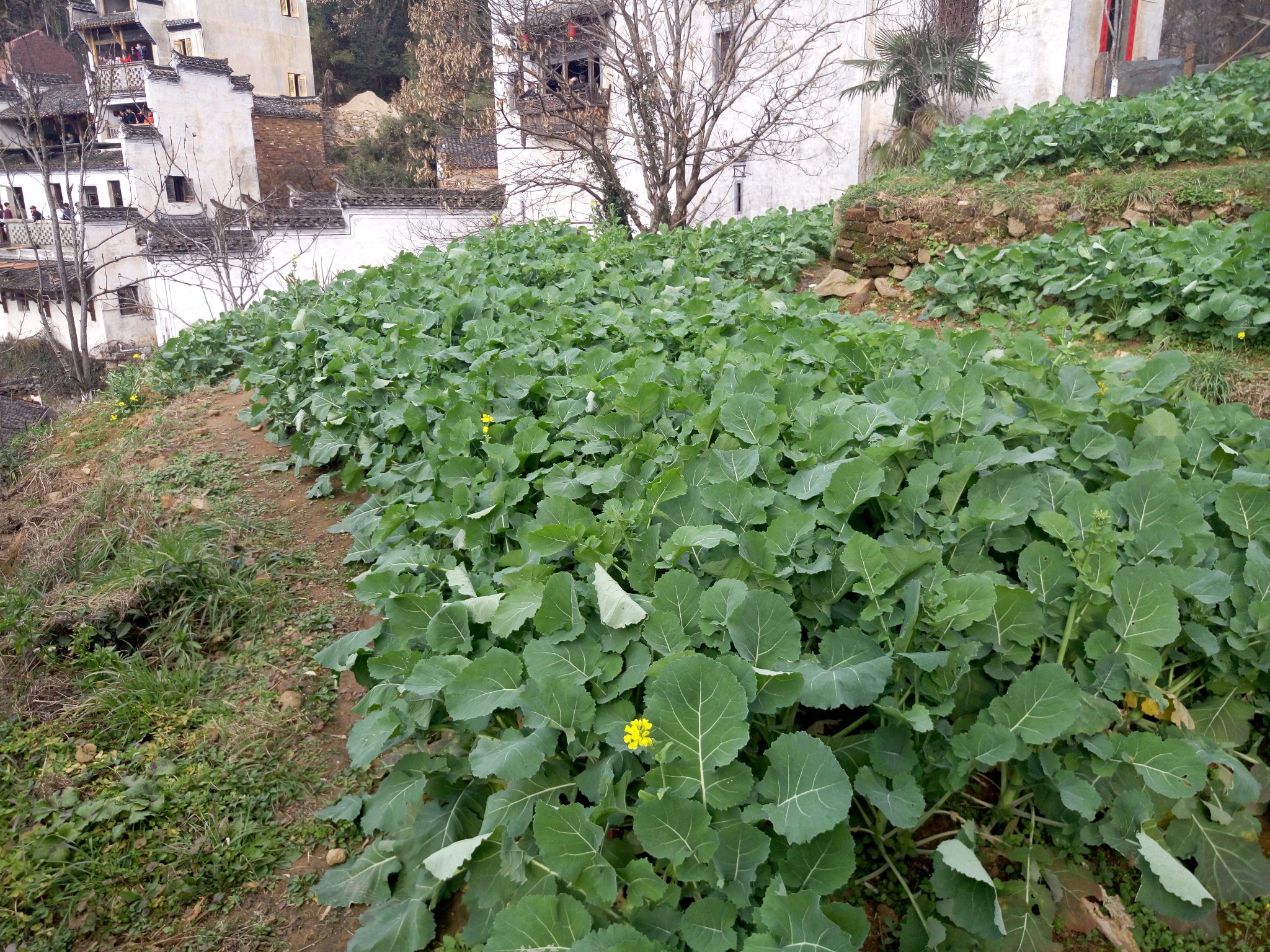 三清山自助遊攻略