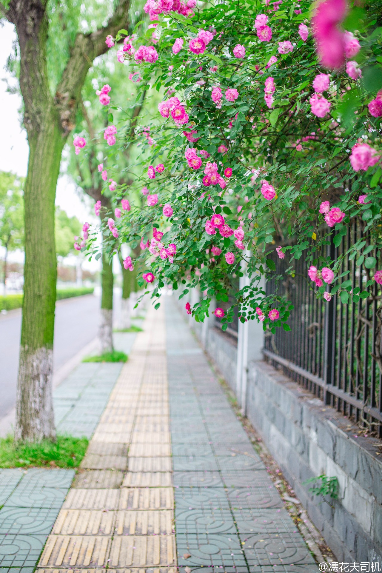 铁蔷薇排名_心有猛虎细嗅蔷薇图片(2)