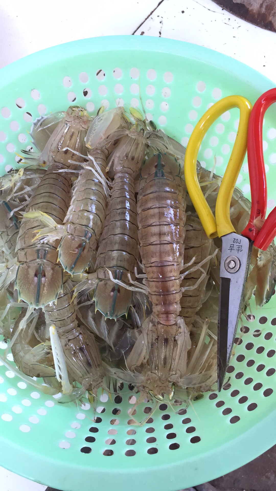 16回复 2017-2-16 18:57                  北海八九月份皮皮虾超