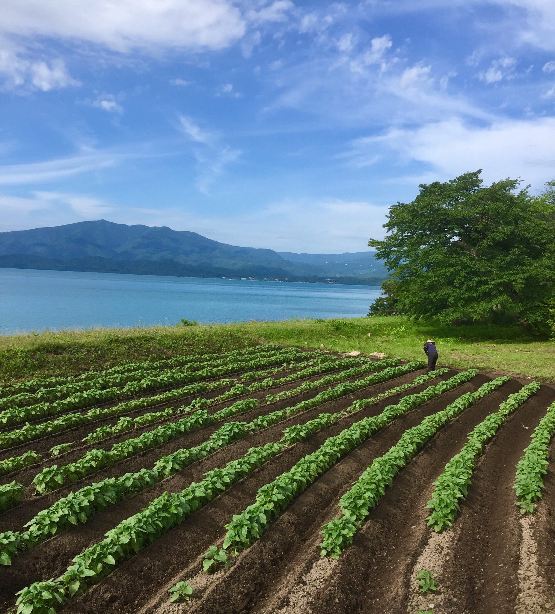 北海道自助遊攻略